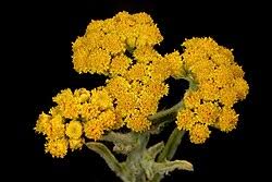 Image result for Nidorella welwitschii