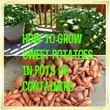 How To Grow Sweet Potatoes In Pots Or Containers Growing Sweet Potatoes Sweet Potato Plant Growing Potatoes