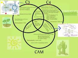 C3 C4 And Cam Plants Plants Biology School
