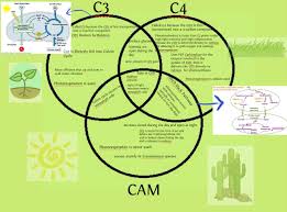 c3 c4 and cam plants plants biology school