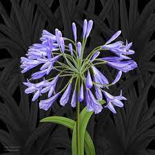 Blue Agapanthus Art Prints Are Available Painting Saatchi Art Agapanthus Art Prints