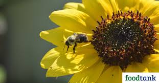 You can help the bees, all the bees, honey bees, bumblebees and solitary bees, by planting more flowers for eu areas affected by this pest are not permitted to export to the uk. 15 Organizations And Initiatives Helping To Save The Bees Food Tank