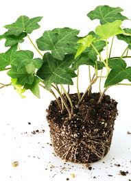 アイビーを元気に育てるには 適した土作りと植え替えが必要です Gardenstory ガーデンストーリー