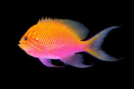 Image result for Artabotrys likimensis