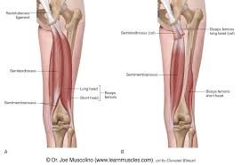 12 photos of the muscle diagram leg. Hamstring Group Learn Muscles