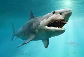 Megalodon Kopek Baliginin Gercek Boyutlari Sonunda Ortaya Cikti Bilimoloji