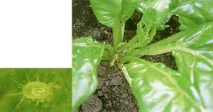 ホウレンソウの病害虫対策 ブログ E 種や 国内最大級の野菜種 花種 苗 農業資材の販売店