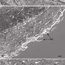 Image result for Stenostelma corniculatum