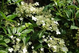Climbing hydrangea works best when allowed to grow on masonry, brick or stone surfaces. How To Grow And Care For Climbing Hydrangeas A Detailed Guide Florgeous