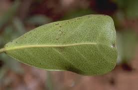 Image result for Ficus craterostoma