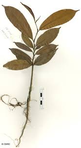 Image result for Maranthes