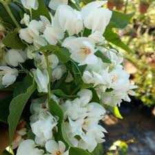 Pokok bunga air mata pengantin atau dikenali juga dengan nama pokokpengantin yang nama saintifiknya antigonon leptopus , merupakan pokok menjalaryang beras. Pokok Bunga Wangi White Coral Vine Air Mata Pengantin Putih Shopee Malaysia