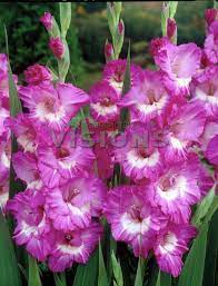 Gladiolus Valencia Gladiolus Rhizome Flowers