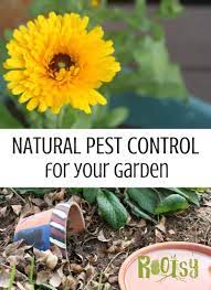 What you assume to be rats in your roof could be it is important to consider alternative control methods to pesticide use. Natural Pest Control In The Vegetable Garden Rootsy Network