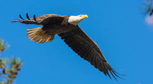 The eagles are an american rock band formed in los angeles in 1971. South Carolina Bald Eagle Restoration