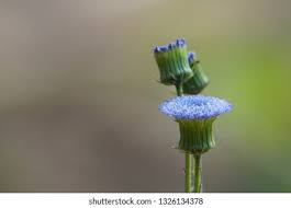 Image result for Crassocephalum rubens