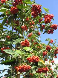 Aus diesem grund sind viele regional. Gewohnliche Eberesche Sorbus Aucuparia 200 250 Cm Bestellen Sie In Der Baumschule 1 A Heckenpflanzen Gunstig Im Online Shop