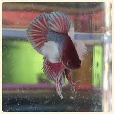 Betta Plakat Dumbo Ear Pkde De Venta En Aquatic Shop Acuario Betta Acuario