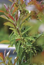 Image result for Apodytes dimidiata