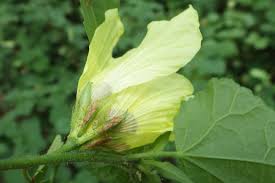Image result for Hibiscus calyphyllus