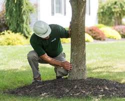 Fact Or Fiction Five Ways You May Be Harming Your Trees Trees are also being engineered to benefit the paper industry, as they will have lower lignin, a process that proves expensive, as it must be are we alone?