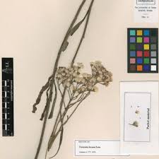 Image result for Ethulia vernonioides