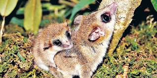 See full list on es.wikipedia.org Descubren Dos Nuevas Especies De Monito Del Monte En Chile Mma