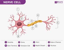 The image above shows the structure of. Nervous Tissue Characteristics Structure Function