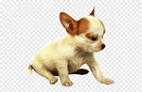 Se billeder af de mange søde chihuahuaer på guloggratis.dk. Chihuahua Welpe Papillon Hund Hund Png Pngwing