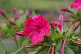 4 o clock flowers invasive. Four O Clock Invasive Species South Africa Issa Facebook