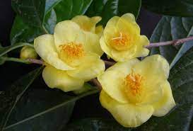 Plant Collector Camellia Chrysantha Plants Camellia Camellia Flower