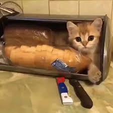 Let S Get This Bread Video Cute Baby Animals Cute Animals Kittens