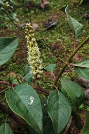 Image result for Periploca linearifolia