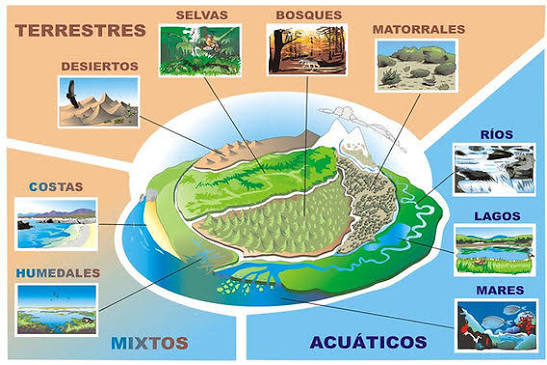 Tipos de Ecosistema