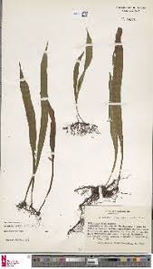 Image result for Loxogramme abyssinica