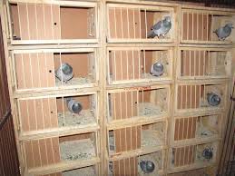 Bird Aviary For Sale Gauteng Pigeon Lofts Results From The Last 7 Years Pigeon Loft Pigeon Racing Pigeon Lofts
