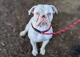 Hey Roper! 🤍 He is a Bulldog mix who arrived as a stray from Murrieta