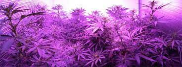 Well led and fluorescent lights have a why we like it: Which Led Grow Lights Are Best For Growing Cannabis Grow Weed Easy