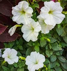 Image result for Petunia axillaris