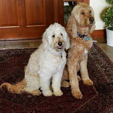 Bark Busters Breed Of The Month Goldendoodle