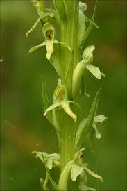 Image result for Habenaria tentaculigera