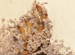 While there are a number of do it yourself termite control methods available in stores, it is always best to employ the services of a pest control professional when combating a termite infestation. Prevent Termite Damage With Termite Control And Treatment Tips
