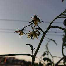 雨ニモマケズ 風ニモマケズ 今朝も花をつけてくれました 実もしっかり膨らんでいます 関東は台風一過 みなさまのおうち まわりはご無事でしたでしょうか 電気がつくこと お水が出ること 家族が一緒にいること 大好きなチームが戦いの最中にいること 当たり前の