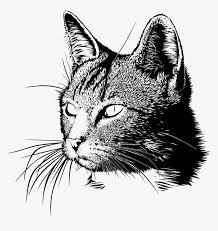 Animal drawings animal paintings christmas cats cat pics cats illustration cool cats cat painting animal art cat drawing. Cat Head Drawing Black And White Cat Drawing Png Transparent Png Transparent Png Image Pngitem