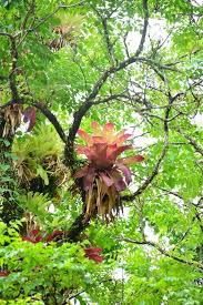 Pin Von Helmut Wahler Auf Bromelien Bromelie Regenwalder Pflanzen