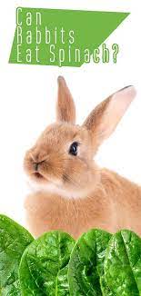 Can Rabbits Eat Spinach A Guide To Spinach For Bunnies