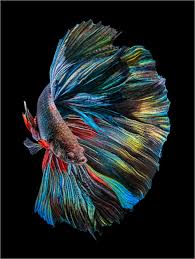 Because of this, i spend far too much time on pinterest! The Betta Fish Posters And Prints Posterlounge Com