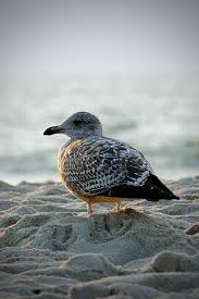 Don T Call Me Betty Sea Birds Pet Birds Beautiful Birds