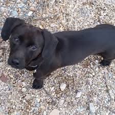 Check out more information regarding this breed and its temperament here. Willy Dachshund Patterdale Terrier Mix Tucson Az Certified Dog Trainer Puppy Training