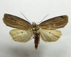 Image result for Chilodes maritima